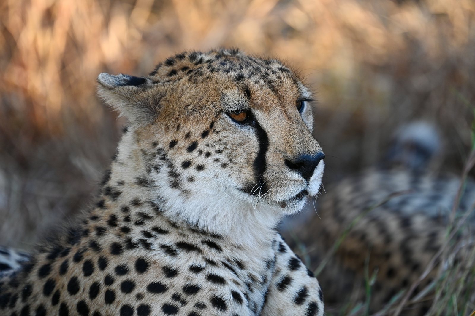A cheetah in the late afternoon