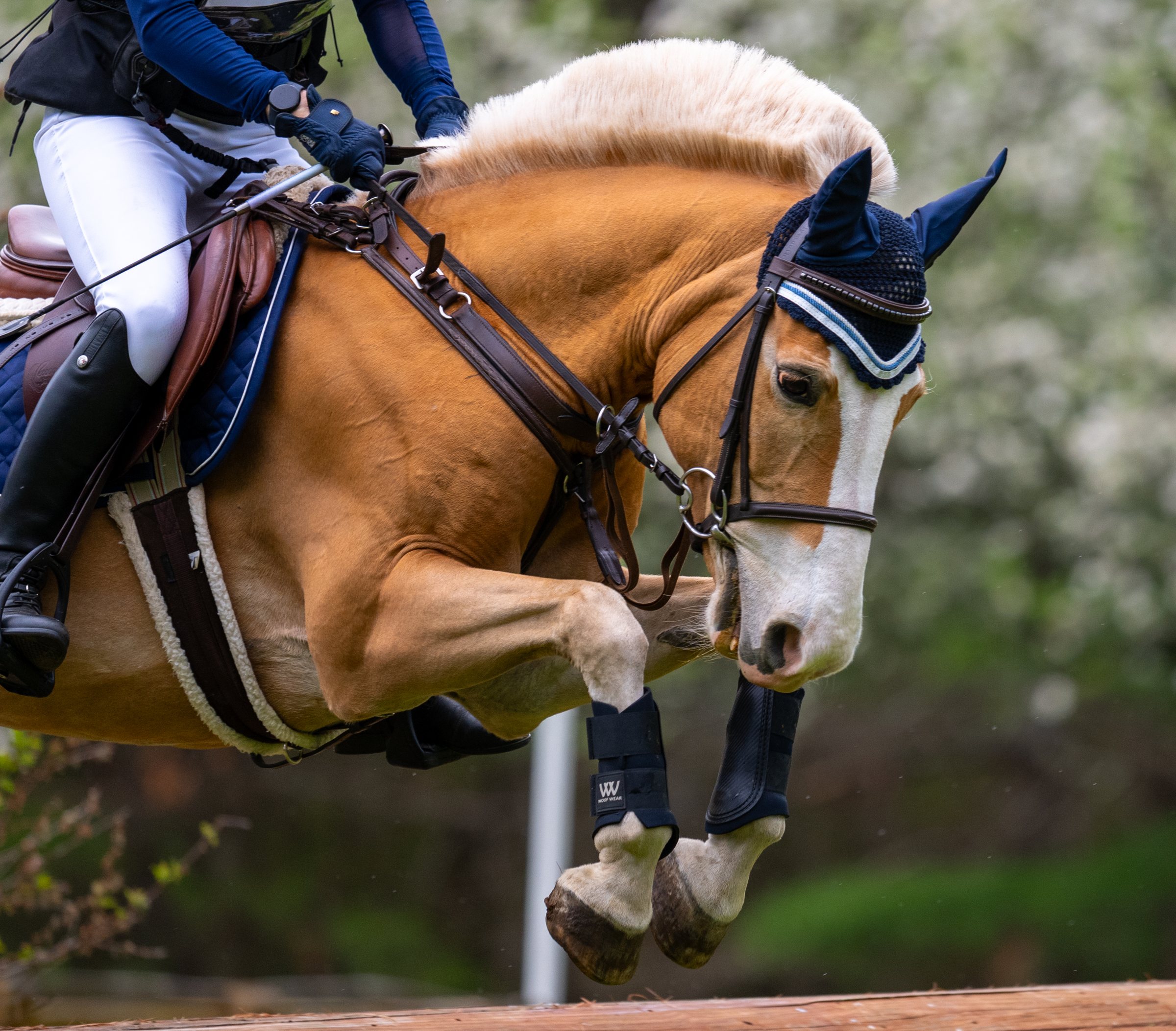 A palomino coming down over a fence in spring
